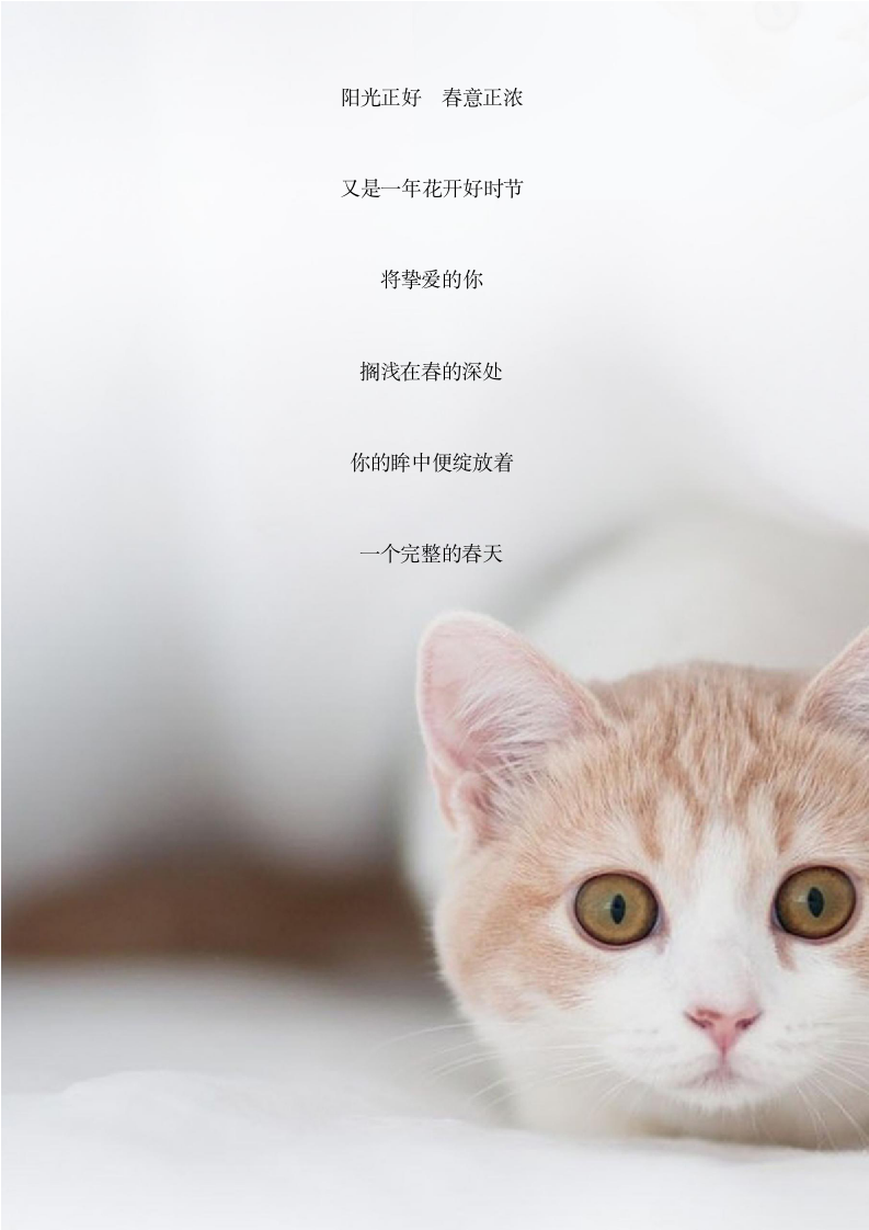 可爱猫咪信纸.docx