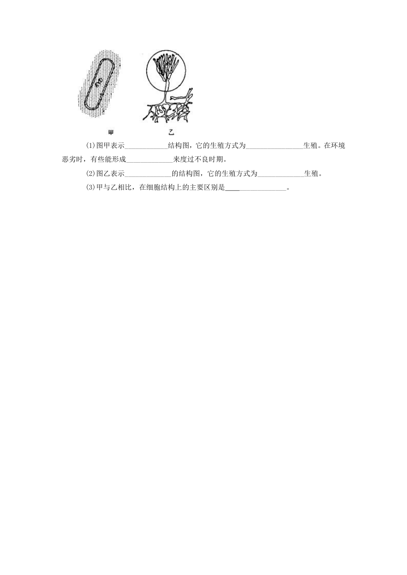 《细菌》同步练习2.doc第5页