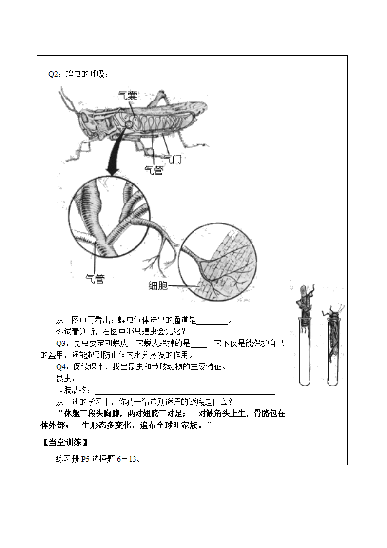 软体动物和节肢动物学案.doc第4页