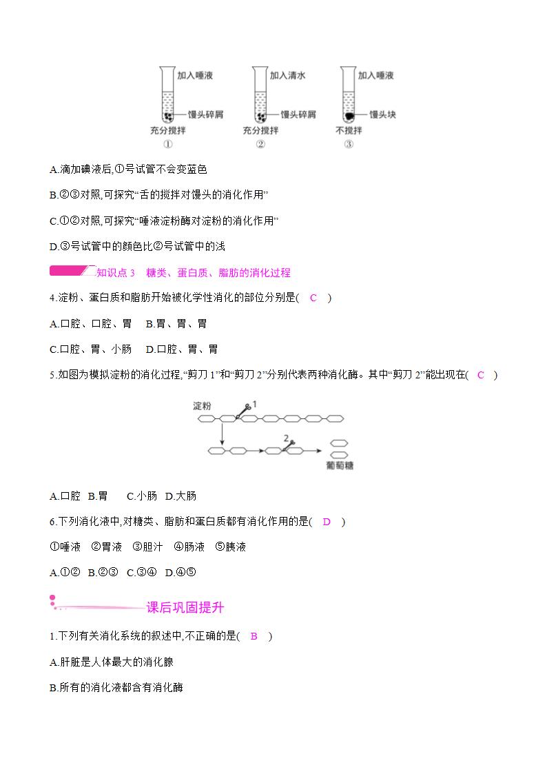 人教版七年级下册生物4.2.2 消化和吸收 第1课时 食物的消化 课时作业 （知识点+练习）.doc第3页