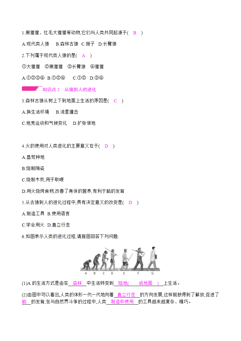 2020-2021学年人教版七年级下册   4.1.1 人类的起源和发展 课时作业 （知识点+练习）.doc第2页