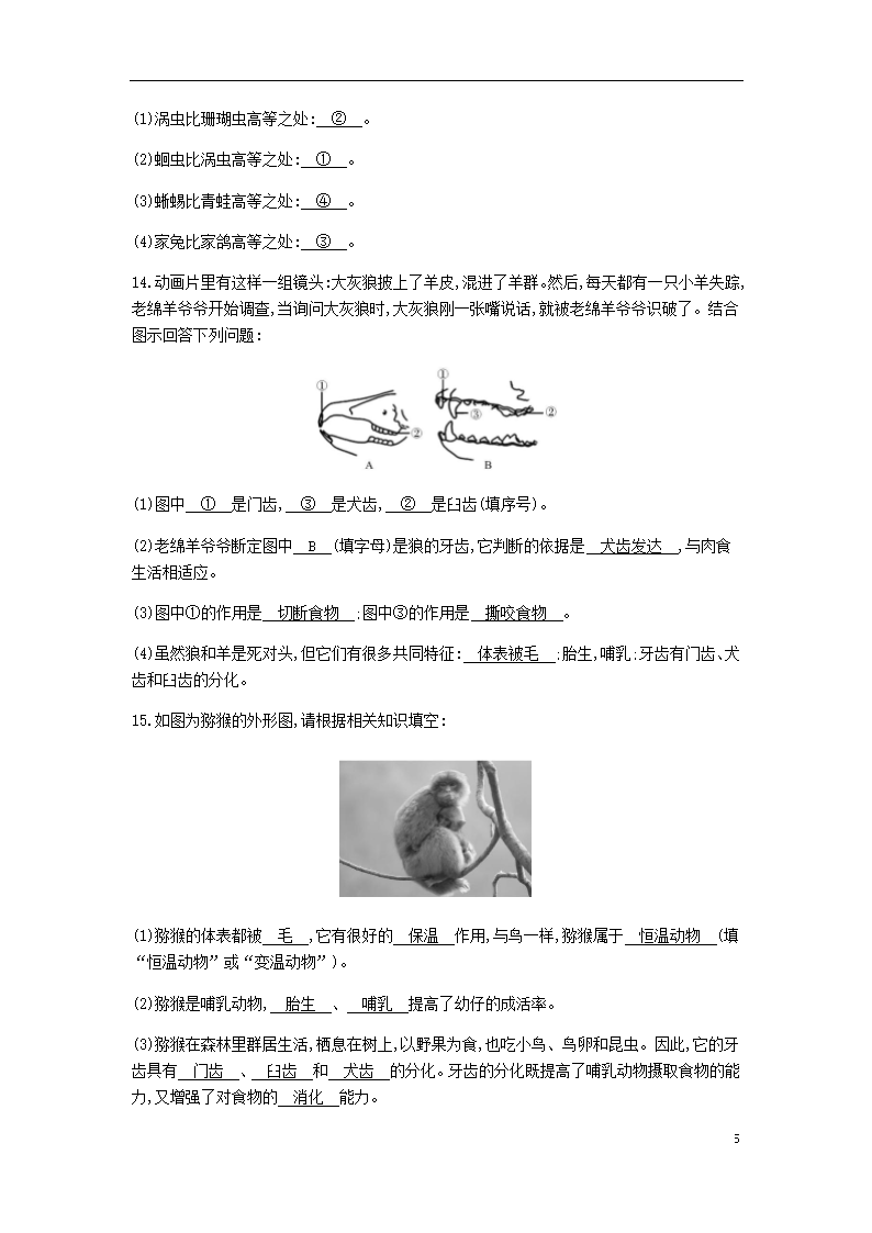 5.1.7哺乳动物学案.doc第5页