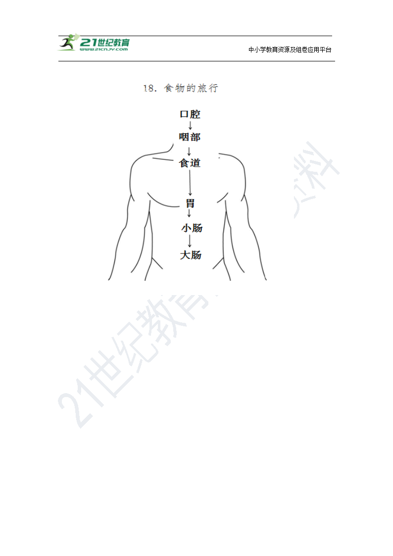 18.食物的旅行 教案.doc第8页