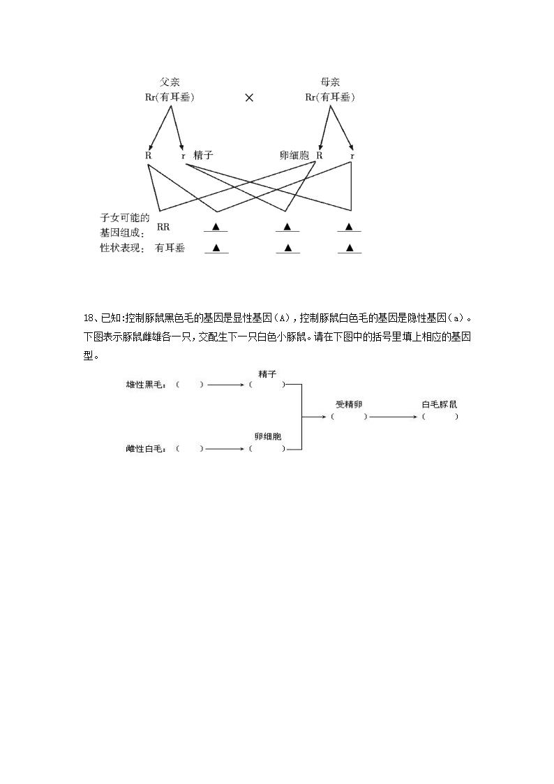 生物中考专题复习：遗传和变异.doc第6页