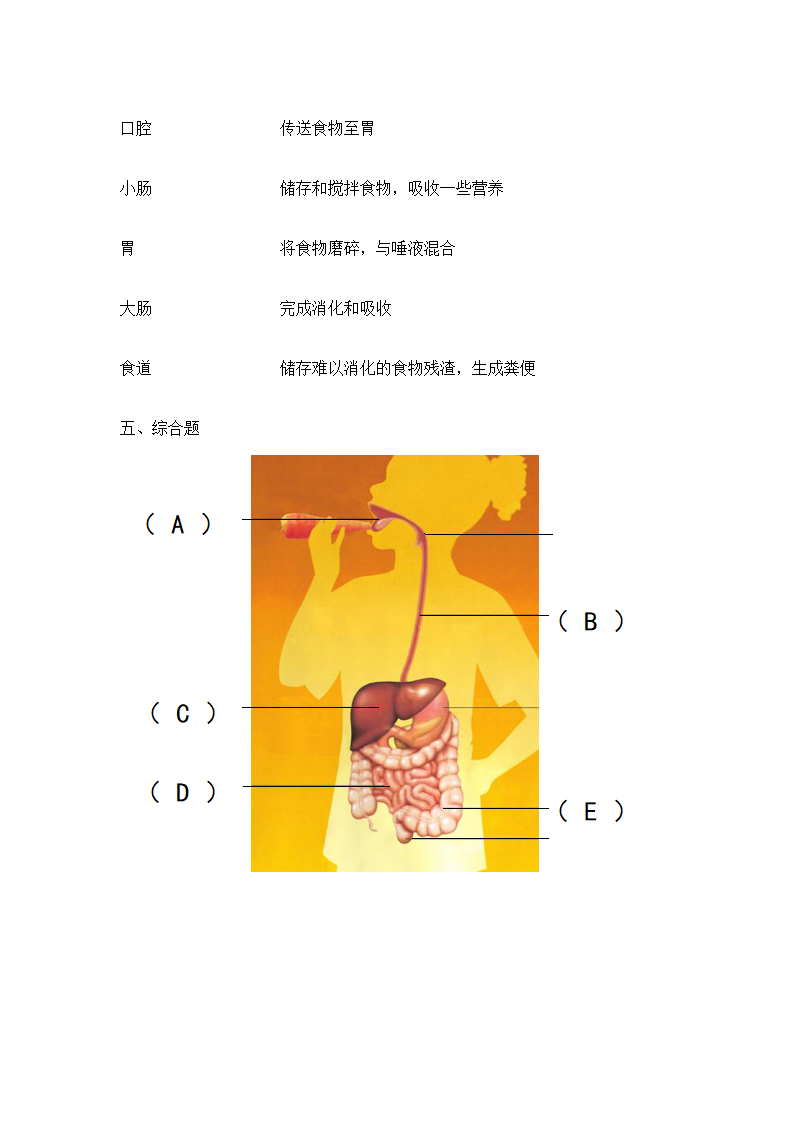 小学科学苏教版三年级上册《5.3 食物的旅行》习题.docx第3页