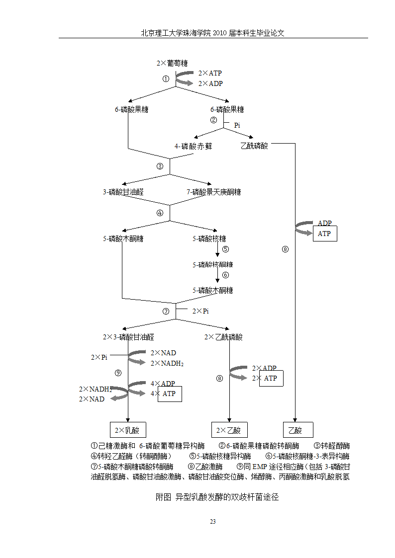 生物工程—猪源双歧杆菌发酵工艺的研究.doc第30页