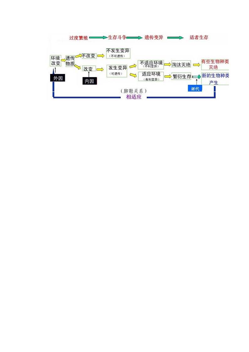 人教版生物八年级下册7.3.3 生物进化的原因 教学设计.doc第8页