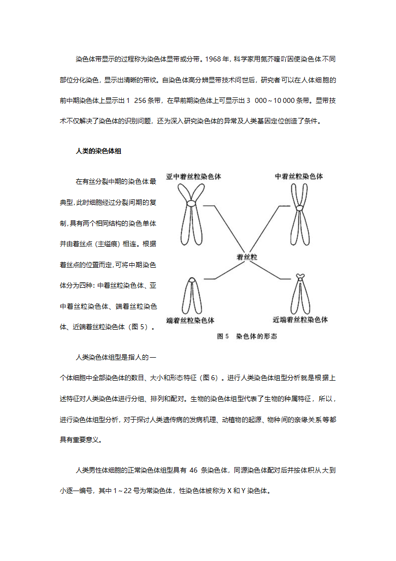 人教版八年级生物《7.24人的性别遗传》教案.doc第5页