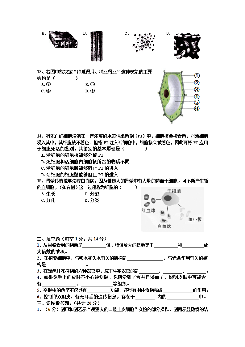 七年级期中考试生物试题（无答案）.doc第2页