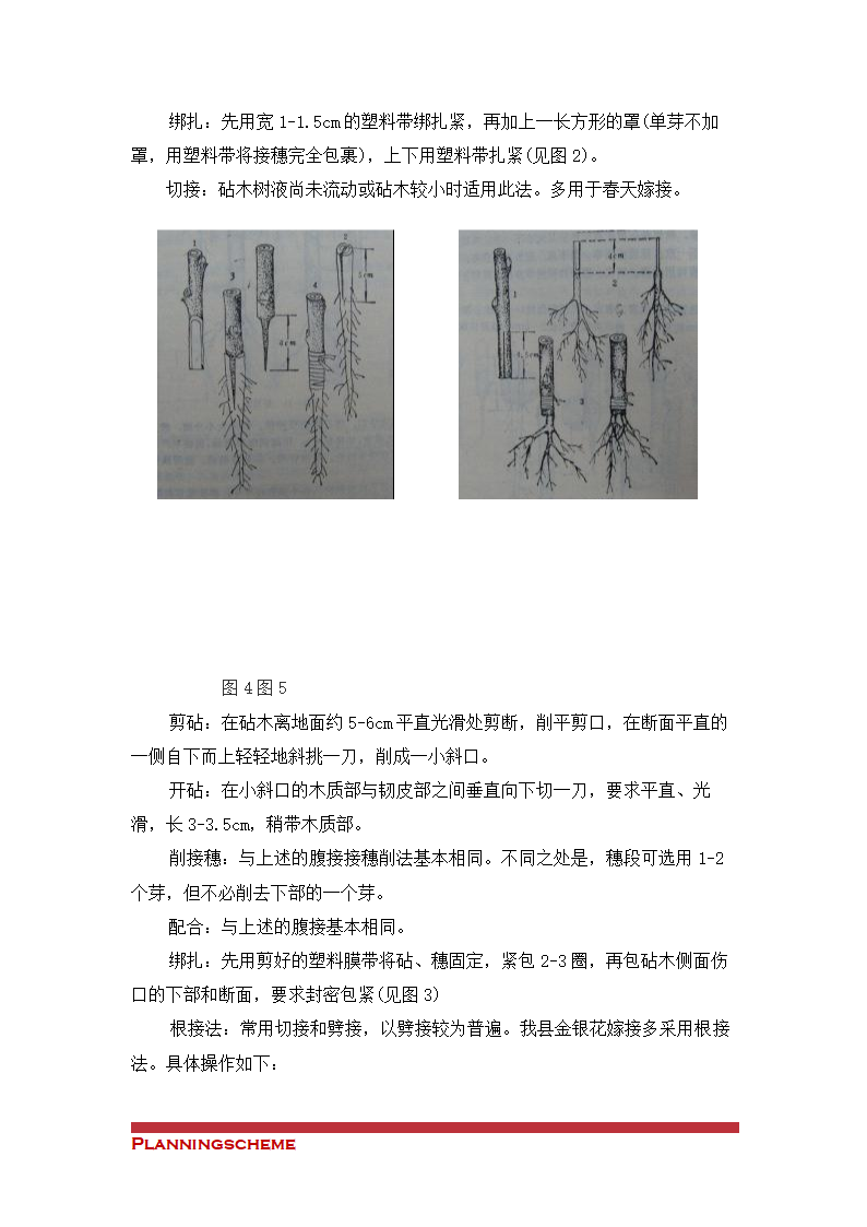 金银花种植与产业化可行性开发报告.doc第20页