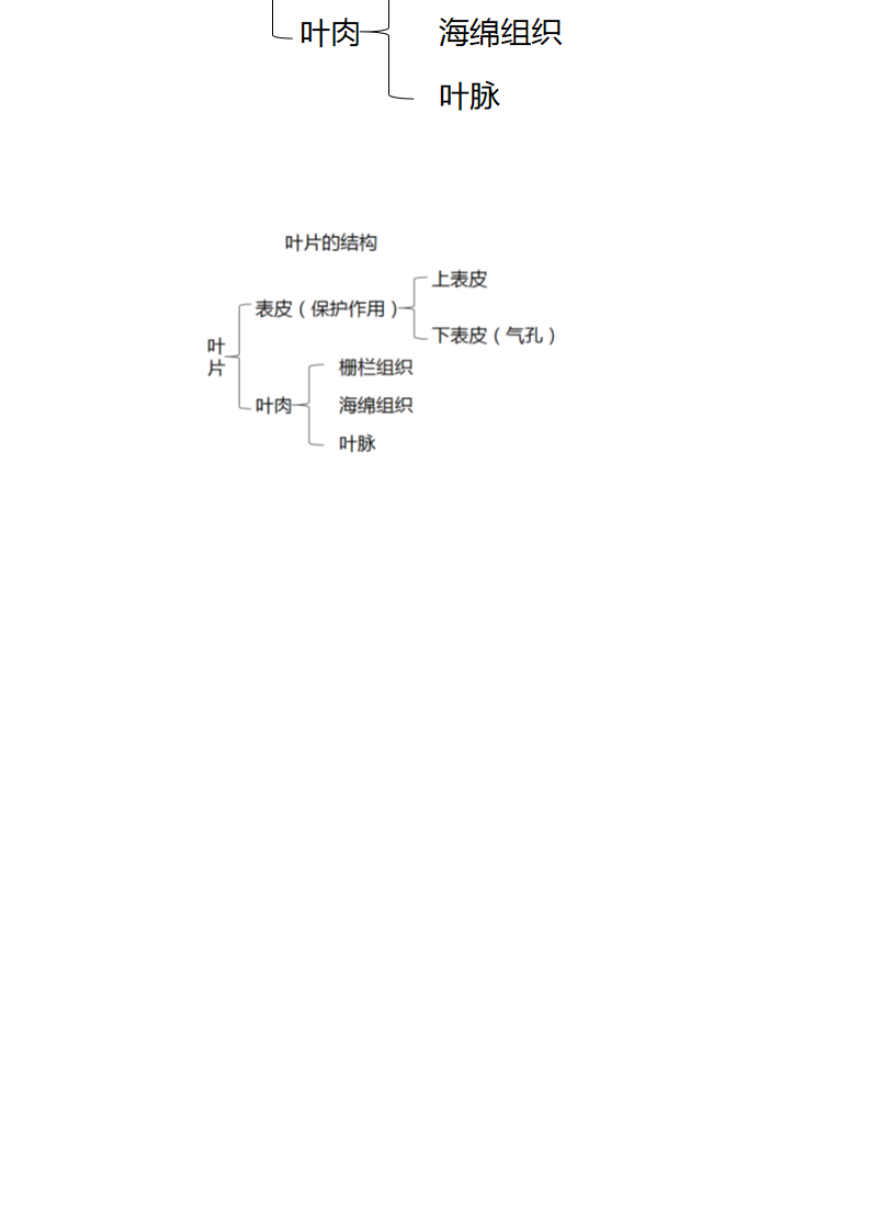 沪教版生物八年级第二册4.1.4制作并观察叶片的装片（实验）教案.doc第4页