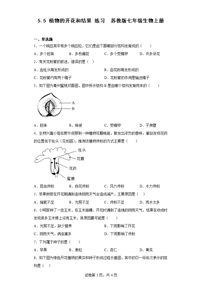 苏教版七年级上册 生物 3.5.5 植物的开花和结果 练习 （附答案）.doc第1页