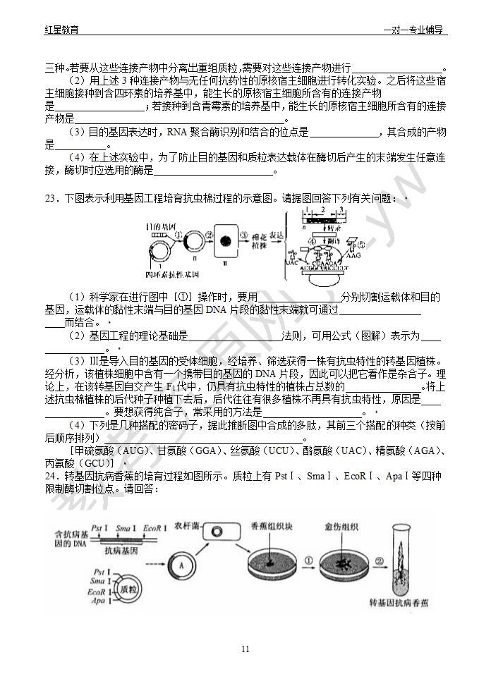 基因工程知识点与习题第11页