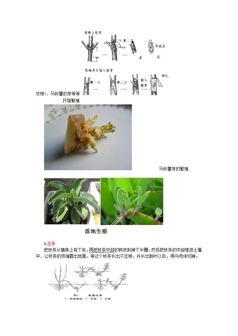 2017年九年级生物中考复习：植物的生殖.doc第2页