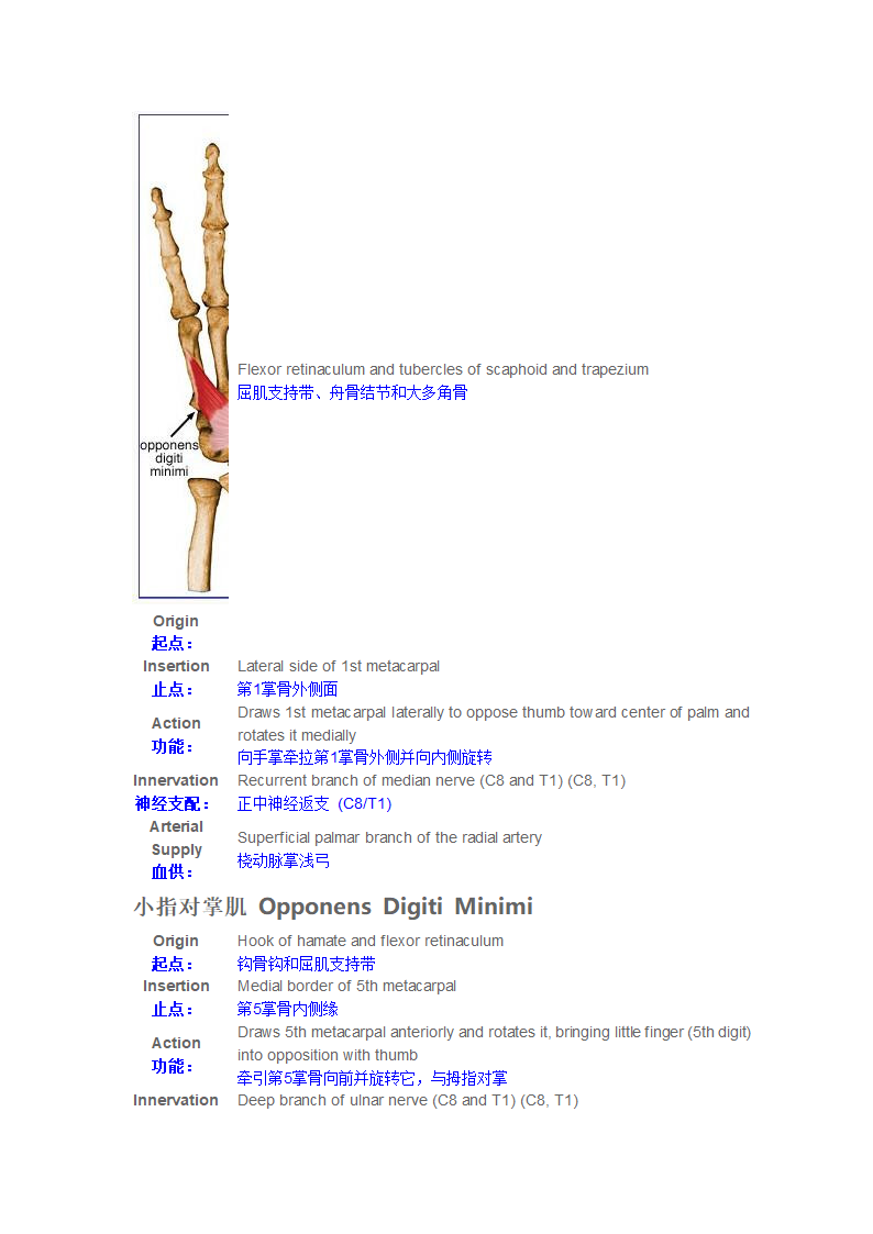 手内在肌第4页