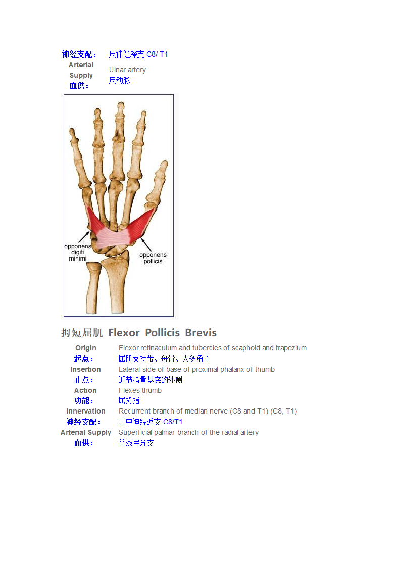 手内在肌第5页