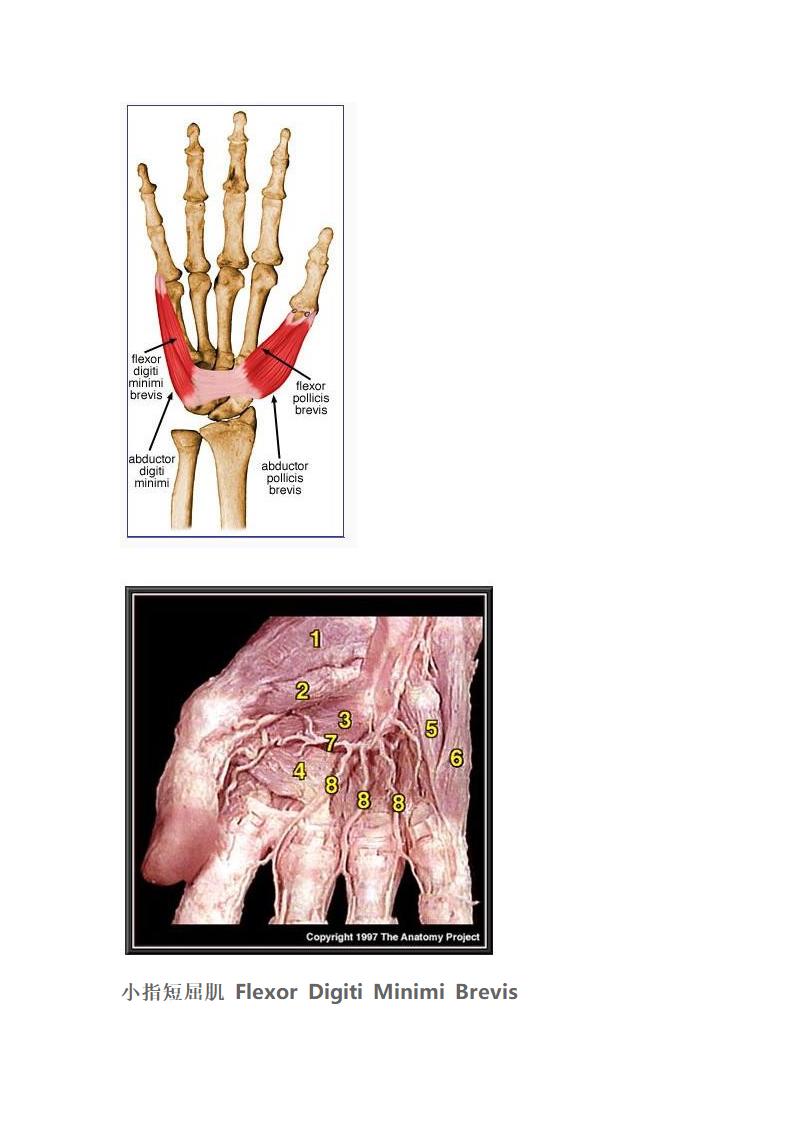 手内在肌第6页