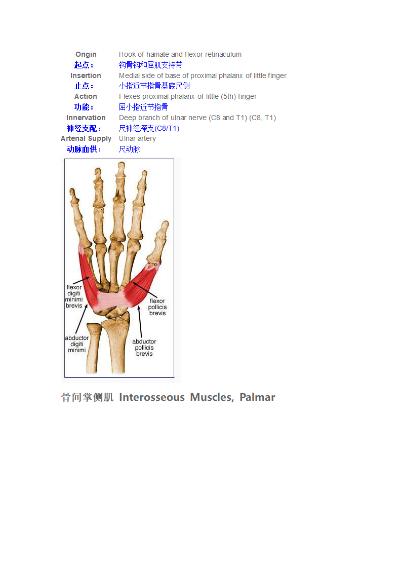 手内在肌第7页