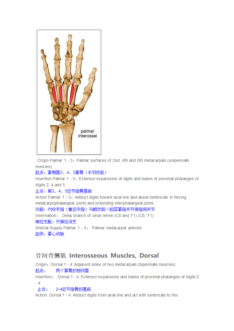 手内在肌第8页