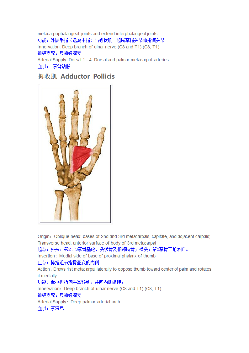 手内在肌第9页