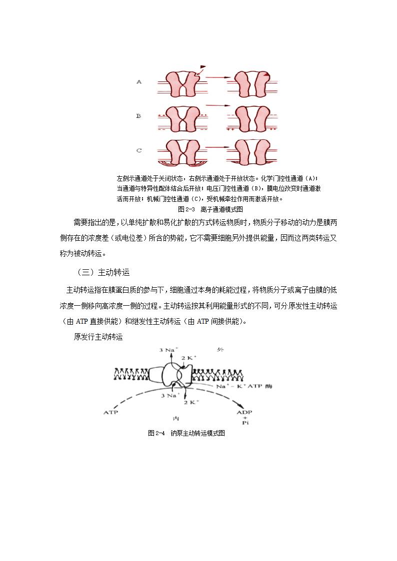 解剖教案第11页