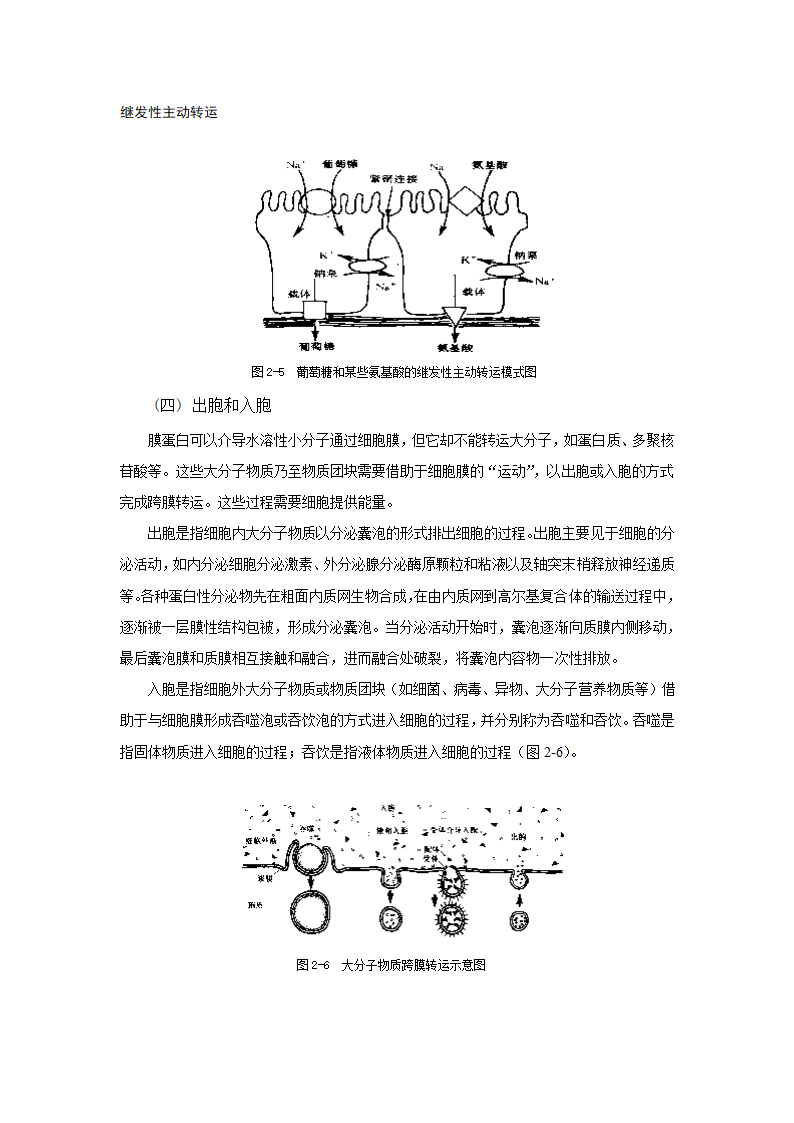 解剖教案第12页