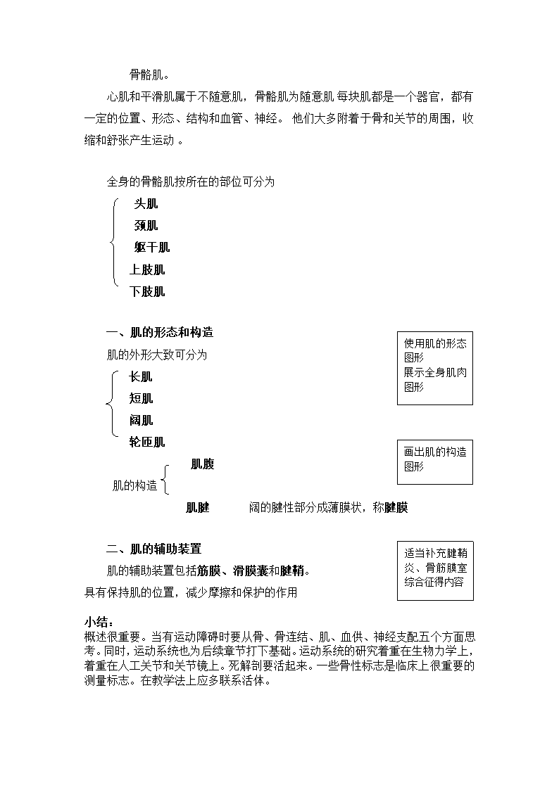 解剖教案第19页