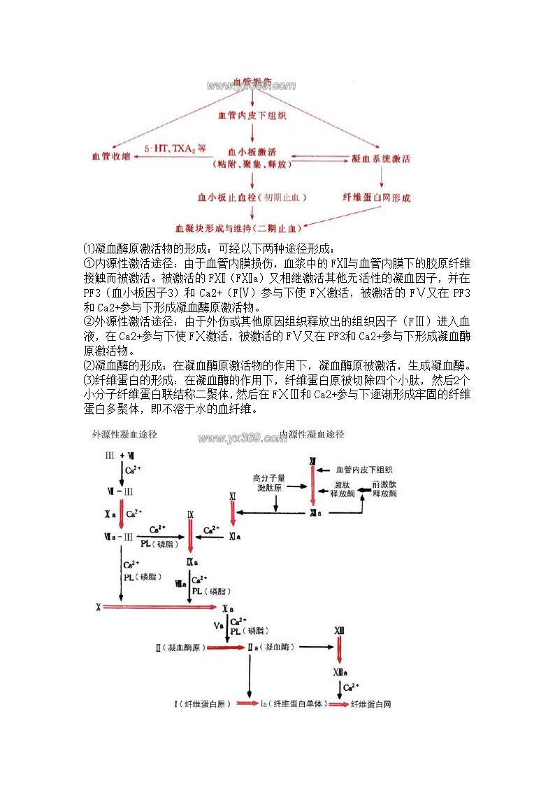 解剖教案第23页