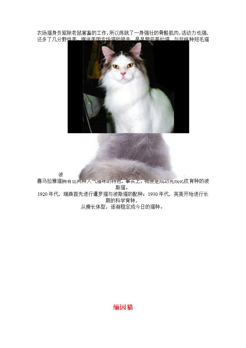 猫咪种类第3页