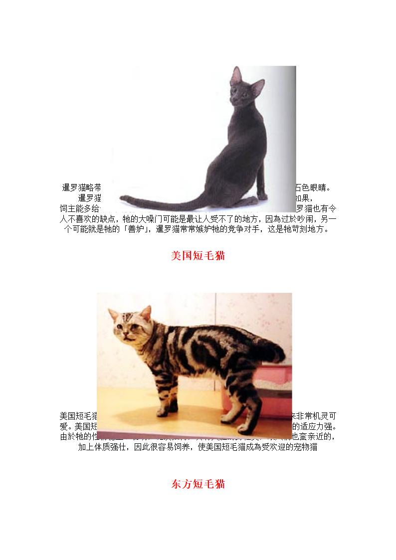 猫咪种类第12页