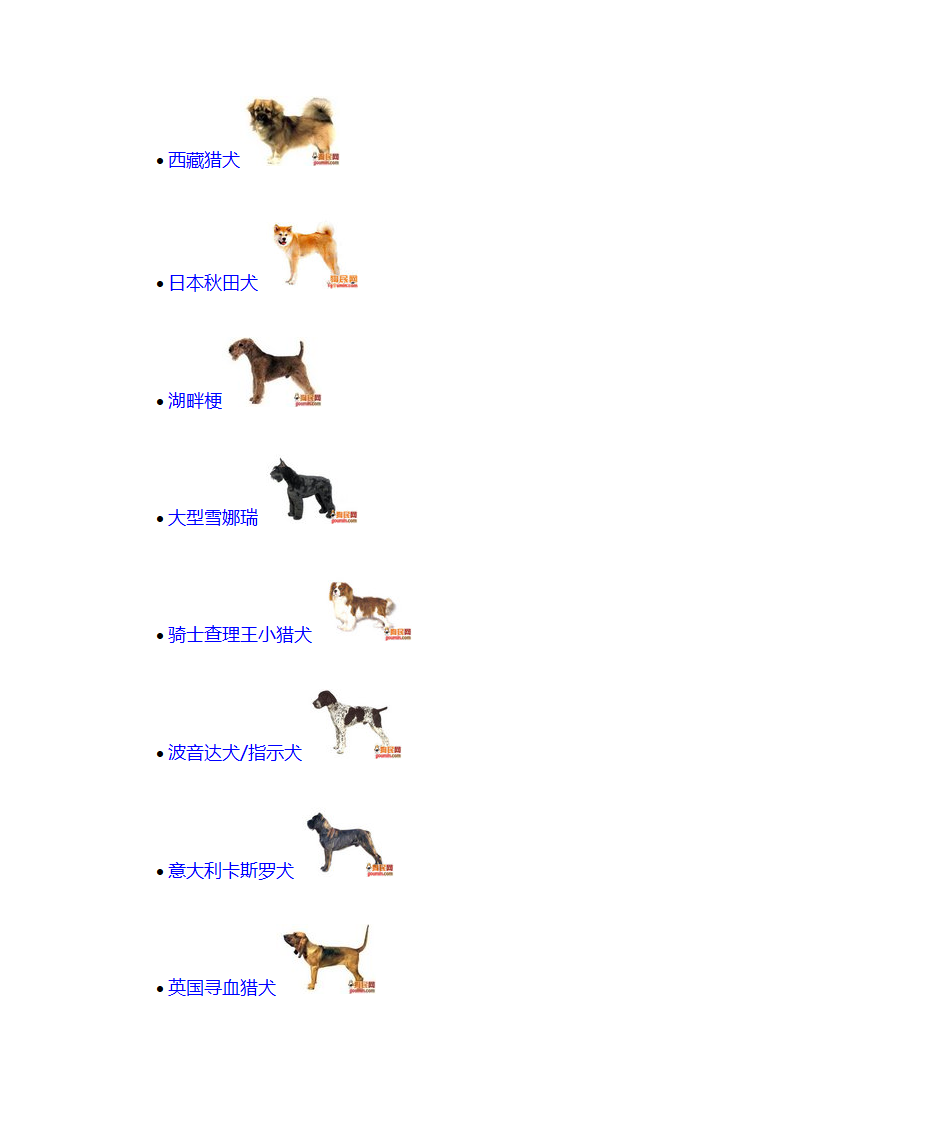 宠物狗品种第10页