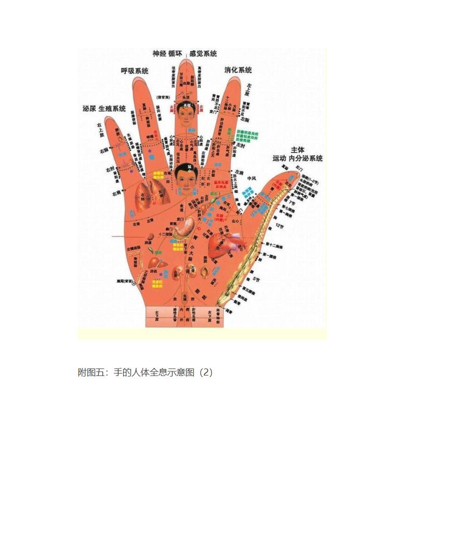 手掌穴位按摩方法(附手部穴位图)第11页