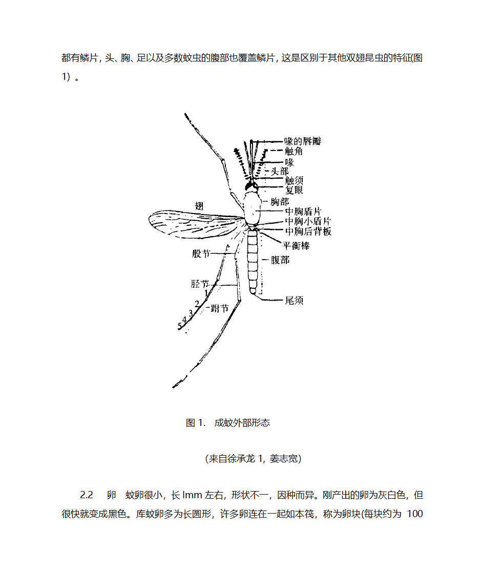 蚊子简介第2页