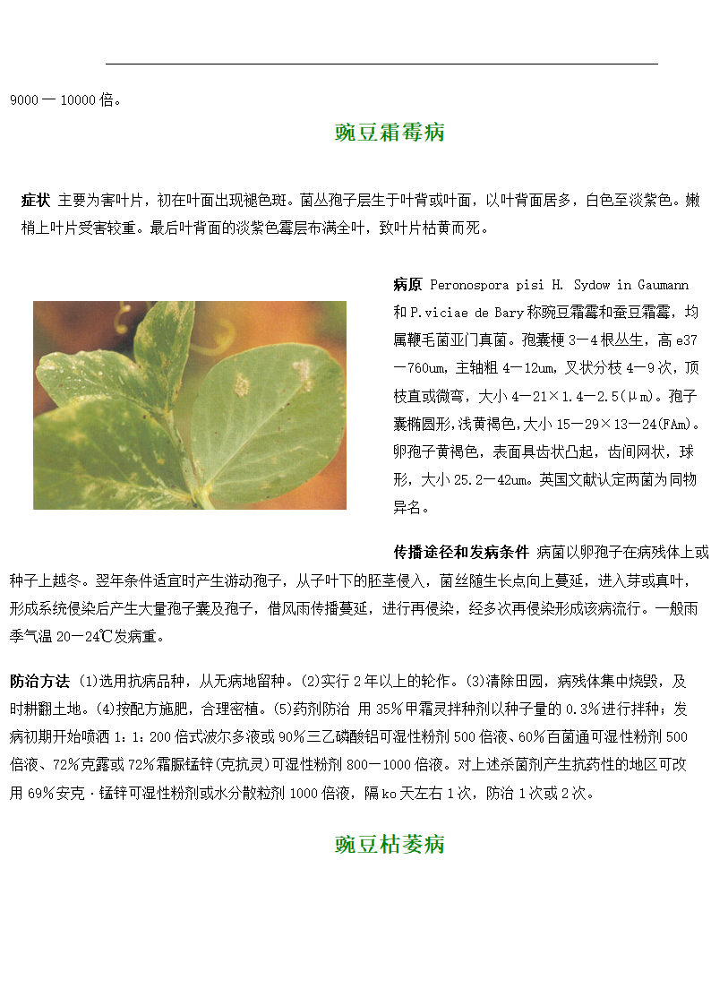 豌豆病虫害第5页