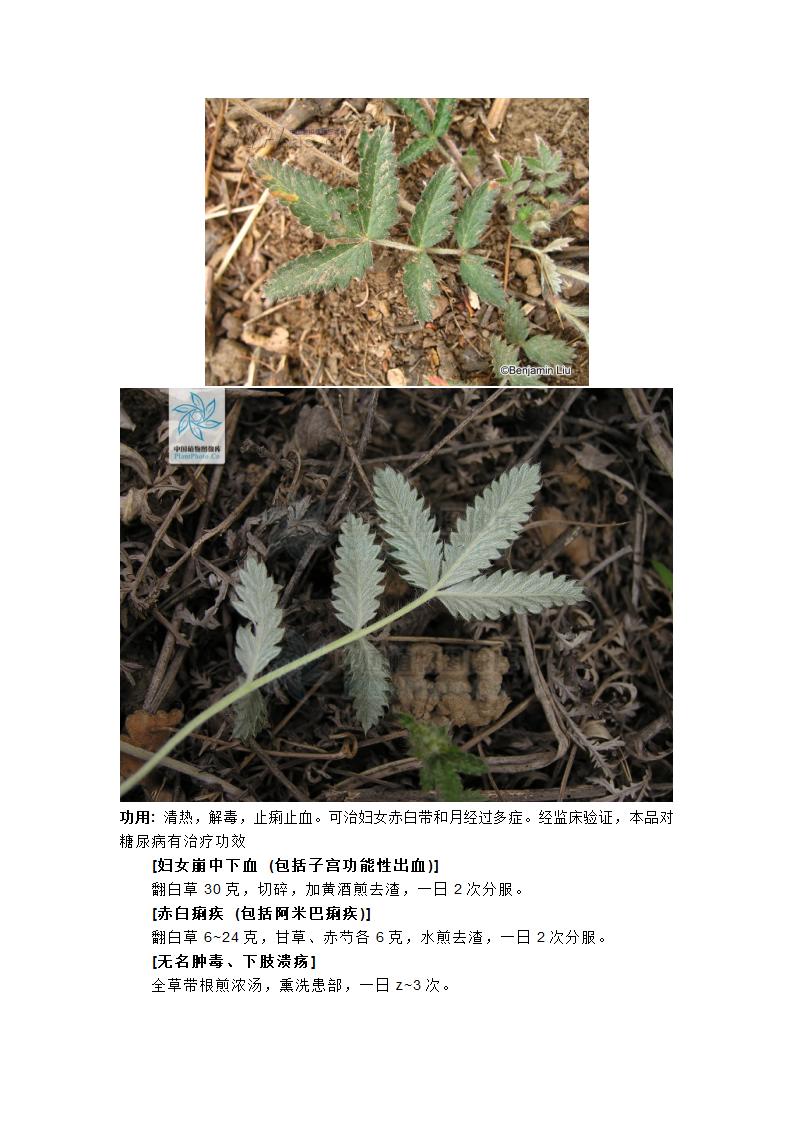 翻白草第2页