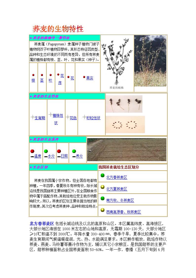 荞麦的植物学一般特征