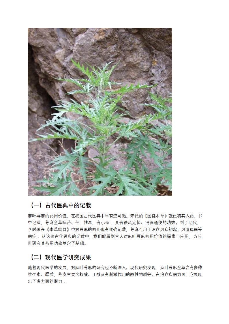 麻叶荨麻第4页