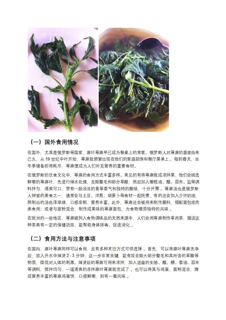 麻叶荨麻第6页