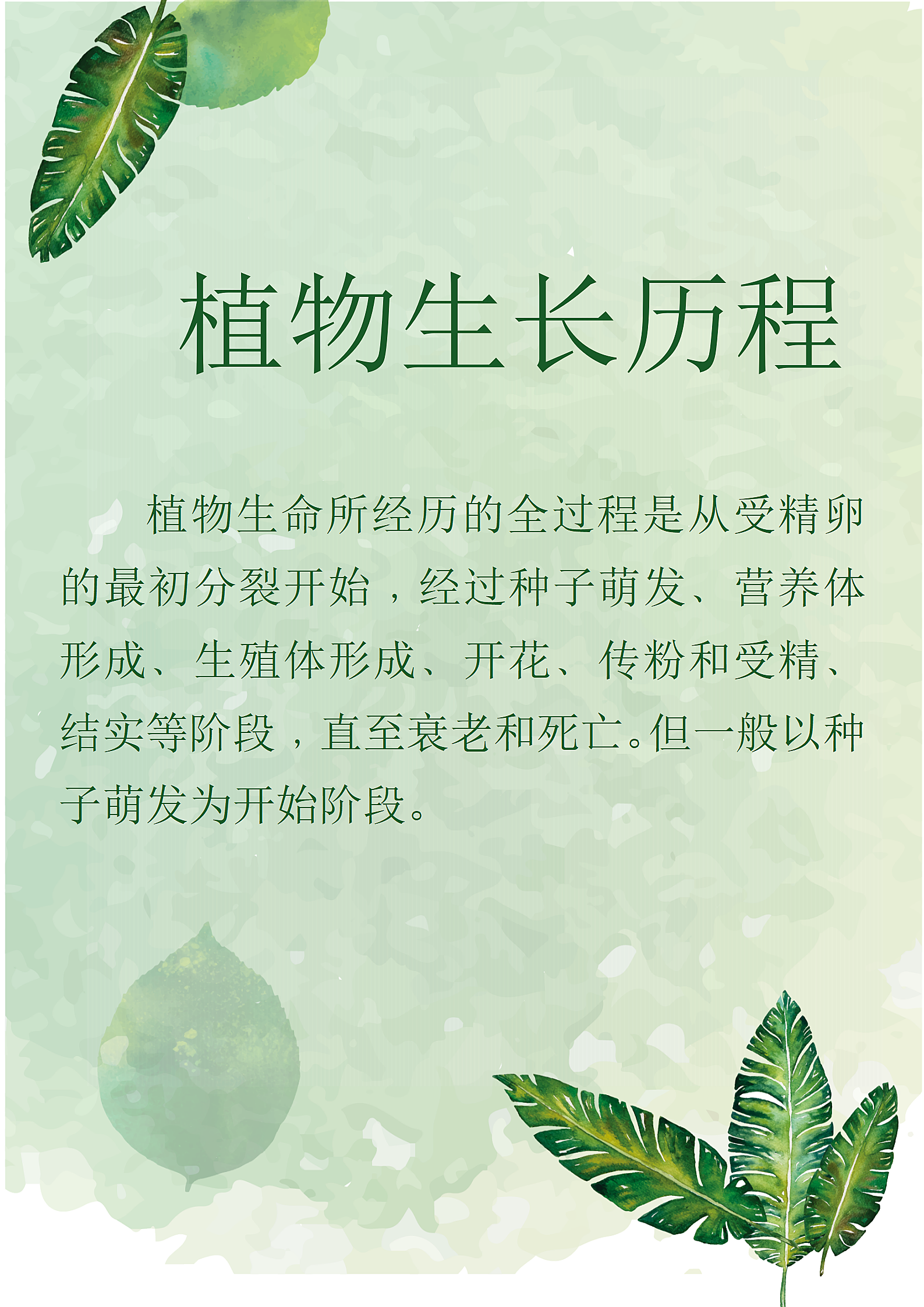 简约植物生活小记.docx