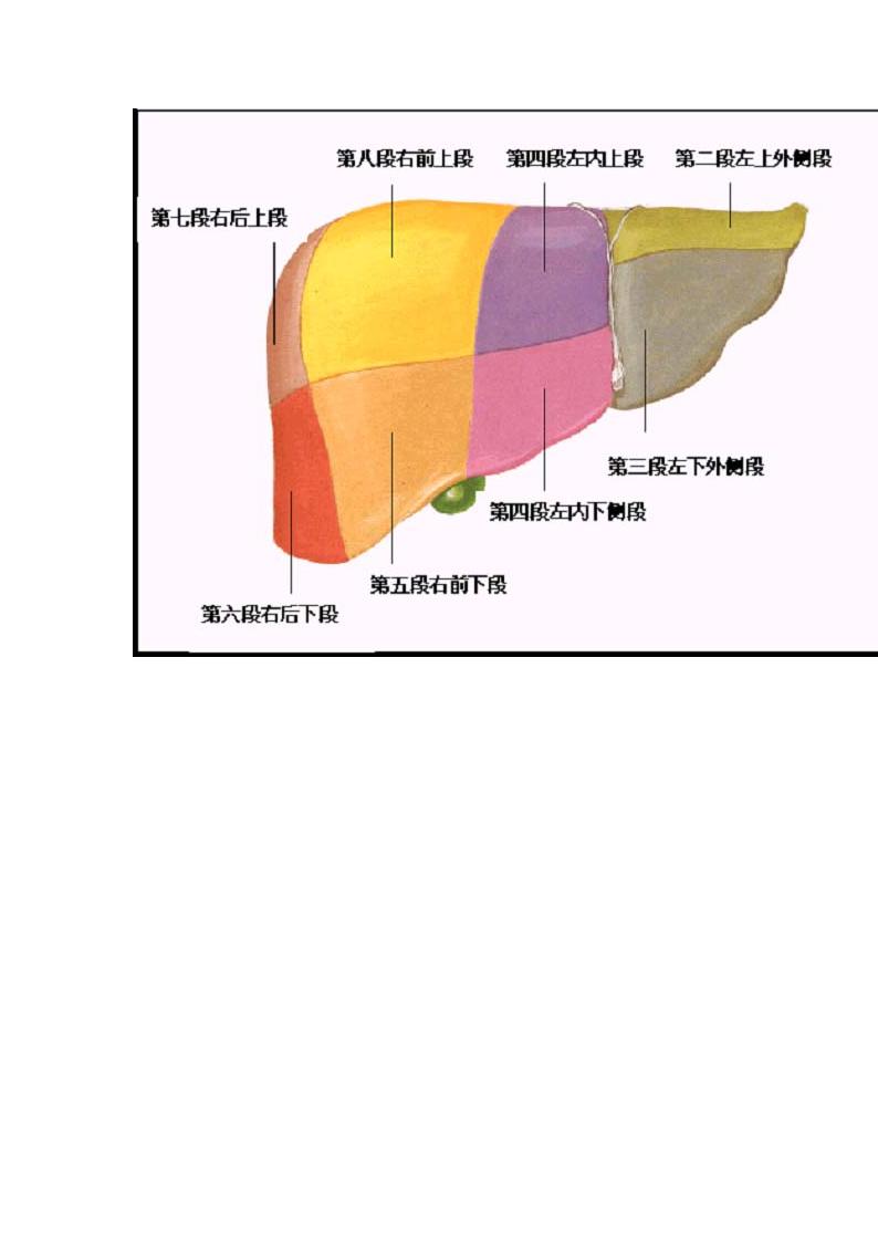 肝脏的CT分段第5页