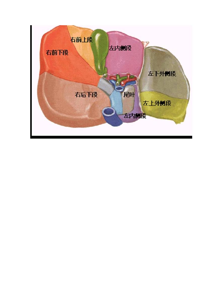 肝脏的CT分段第6页