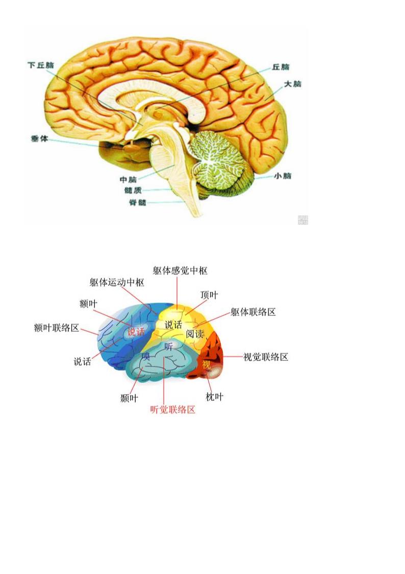 大脑结构图第2页