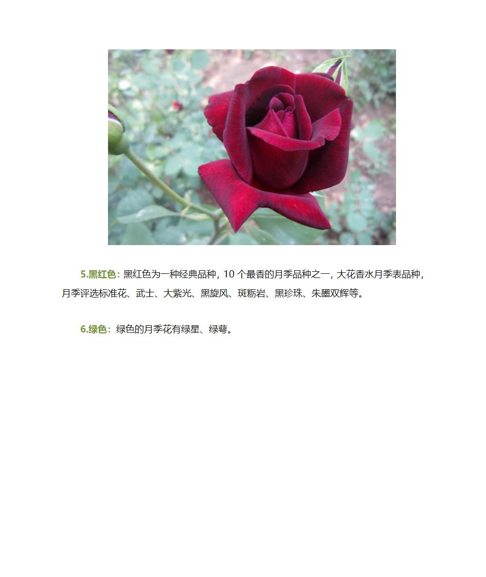 月季花的品种介绍第3页