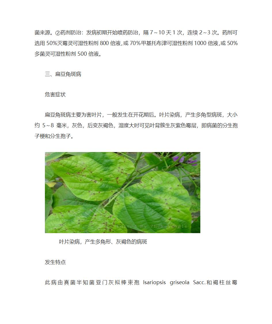 扁豆常见病害第4页