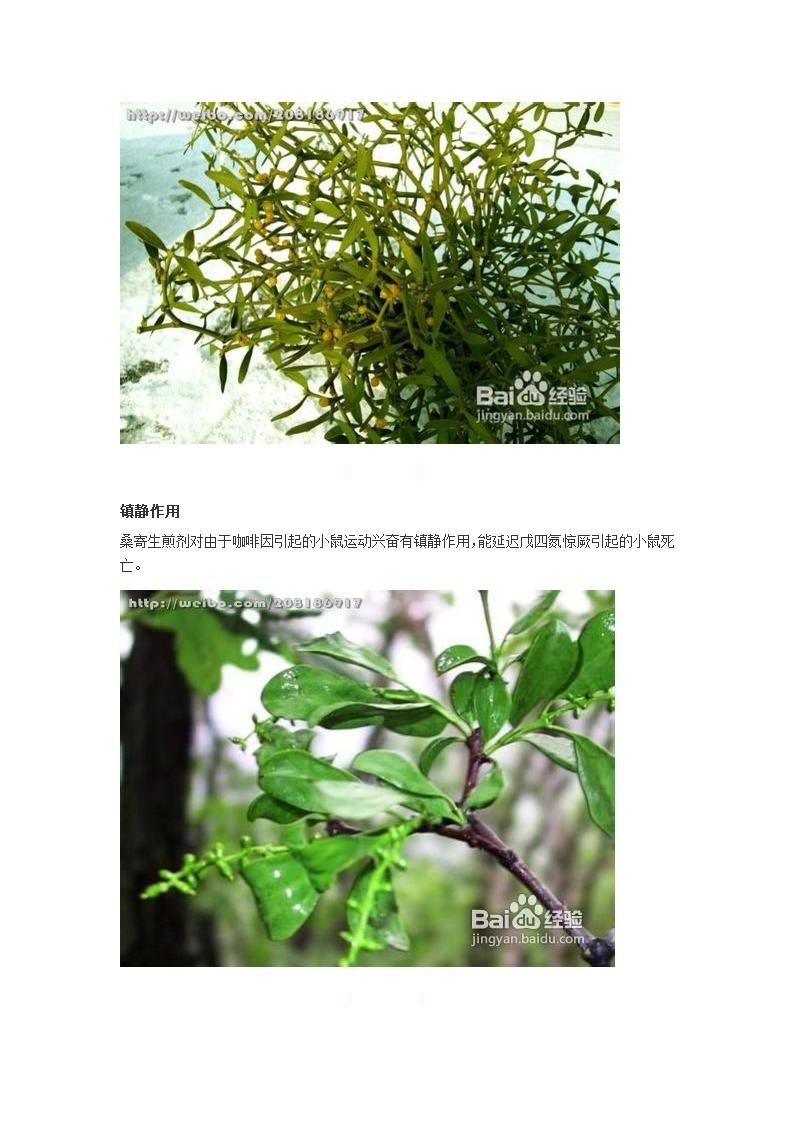 桑寄生的功效与作用第2页