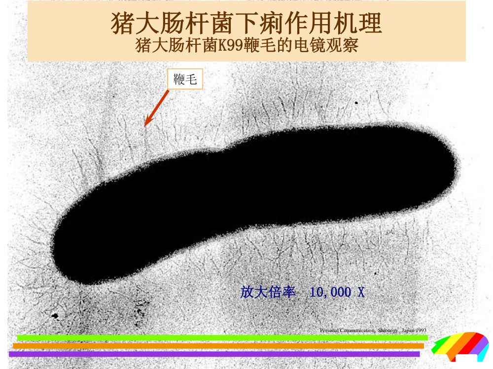 猪用药第10页