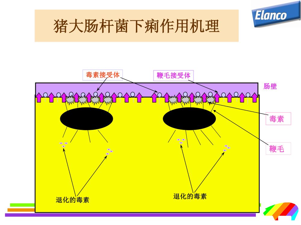 猪用药第11页