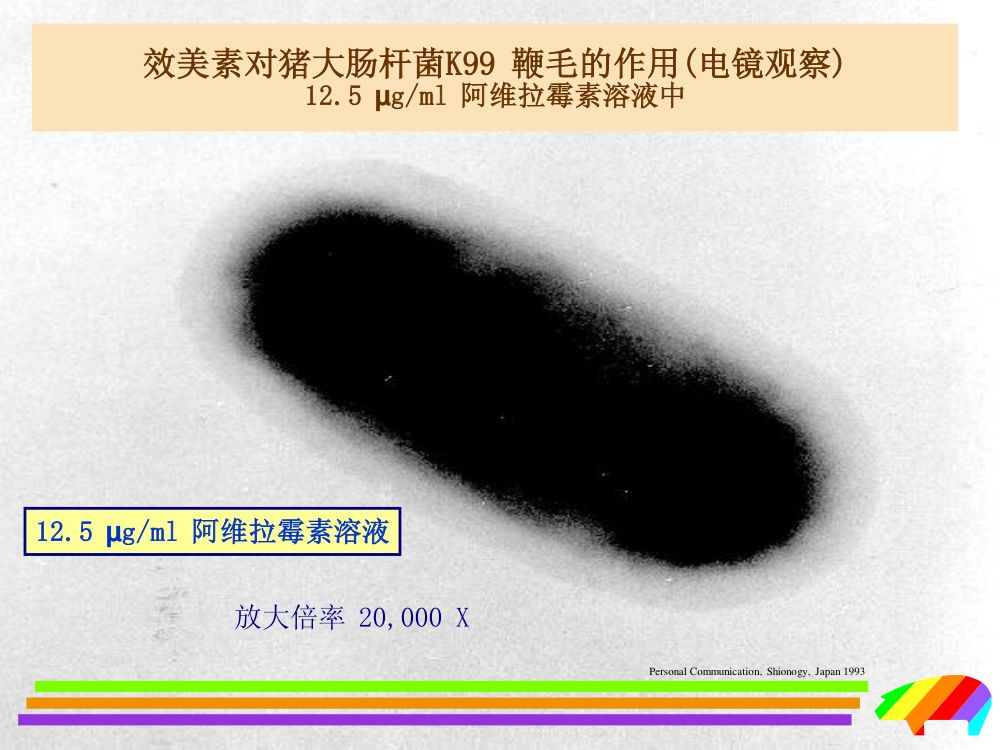 猪用药第13页