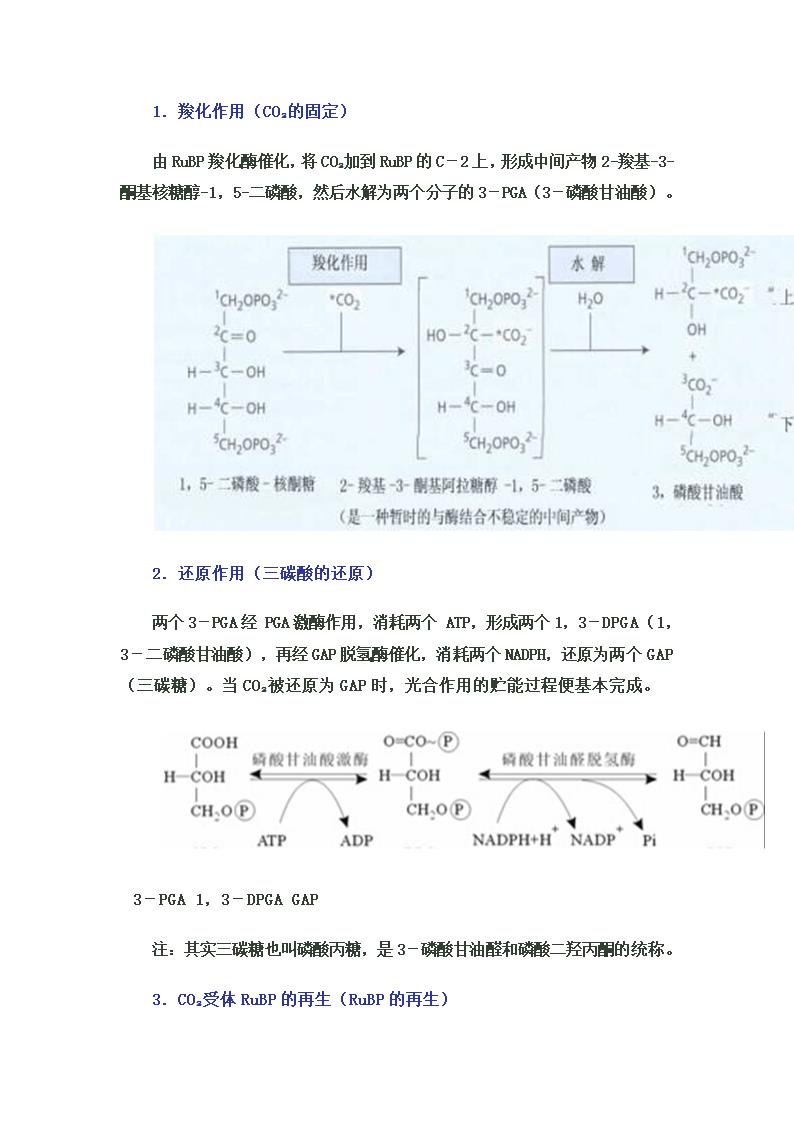 卡尔文循环第2页