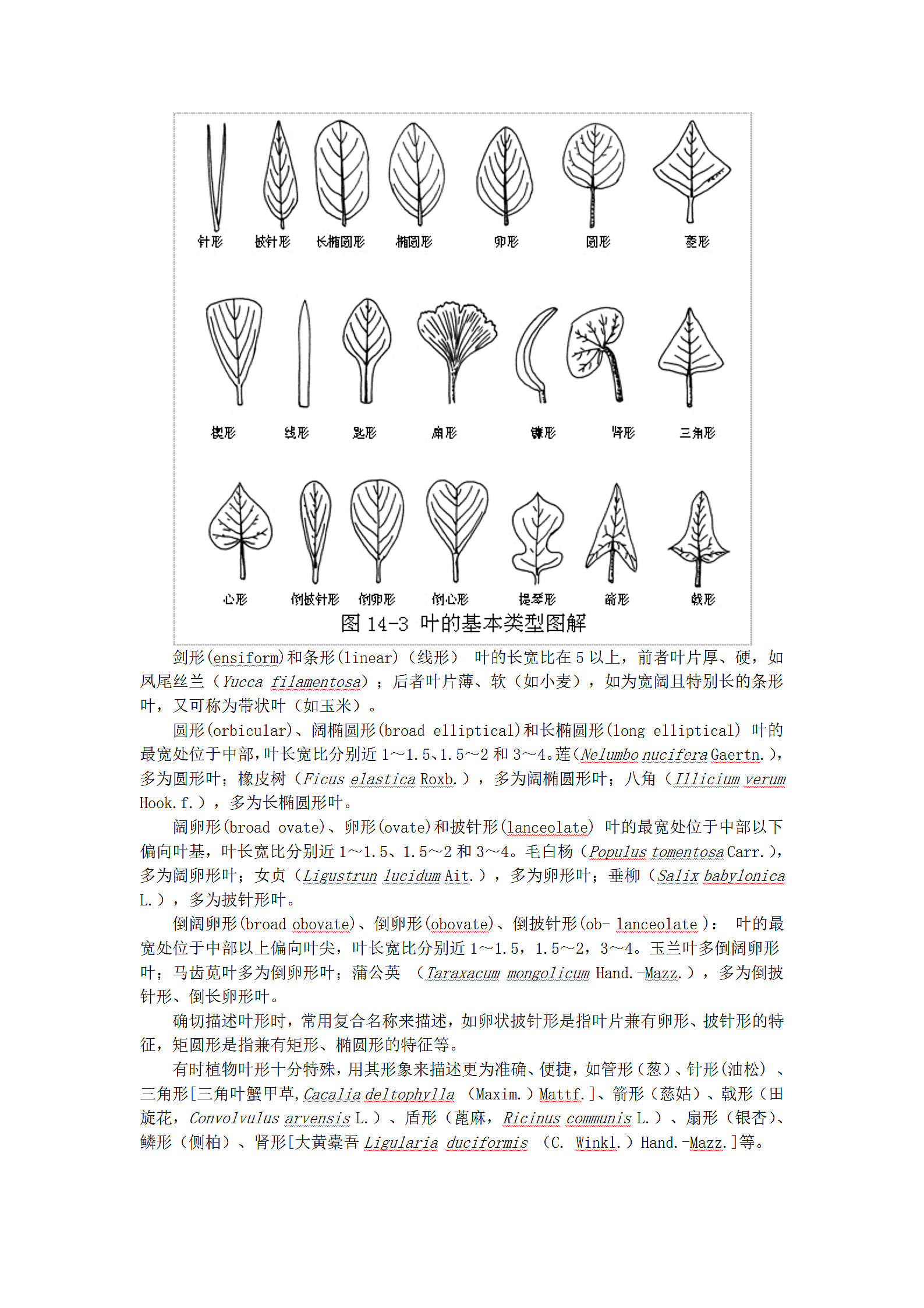 植物形态的辨认第3页